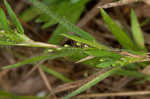 Tapered rosette grass